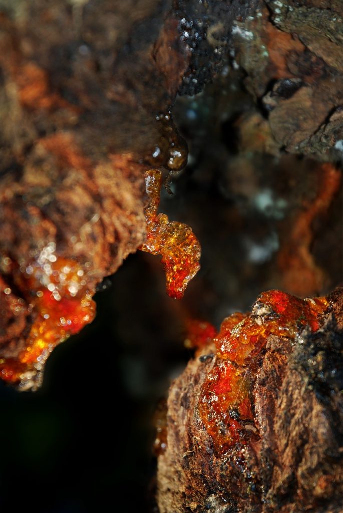 amber, tree resin, tree, cherry tree, resin, nature, bark, wood, branch, yellow, golden, amber, amber, amber, amber, amber