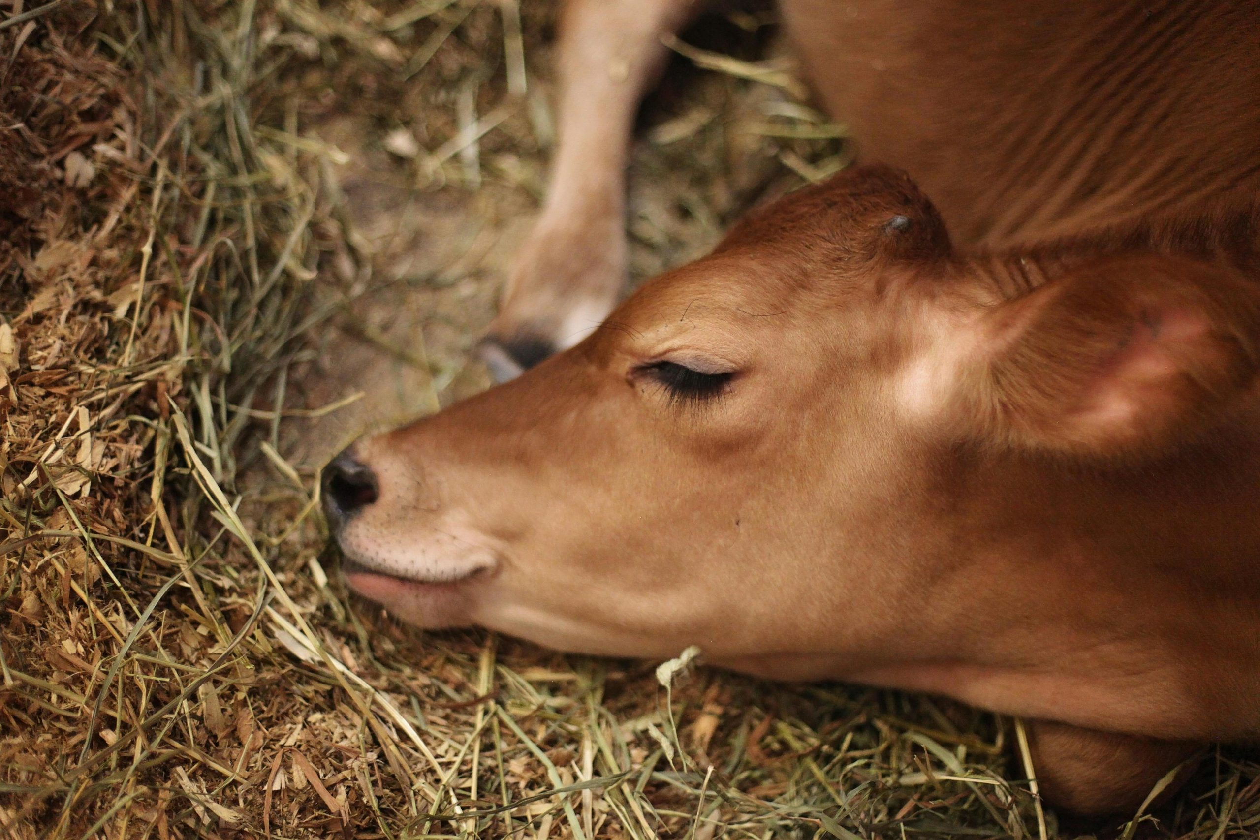 A peaceful calf sleeps on hay, showcasing rural farm life and livestock tranquility.