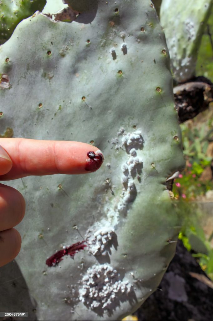 Cochineal (Dactylopius coccus) on the leaf of an Opunitie (Opuntia), Gran Canaria, Canary Islands, Spain.