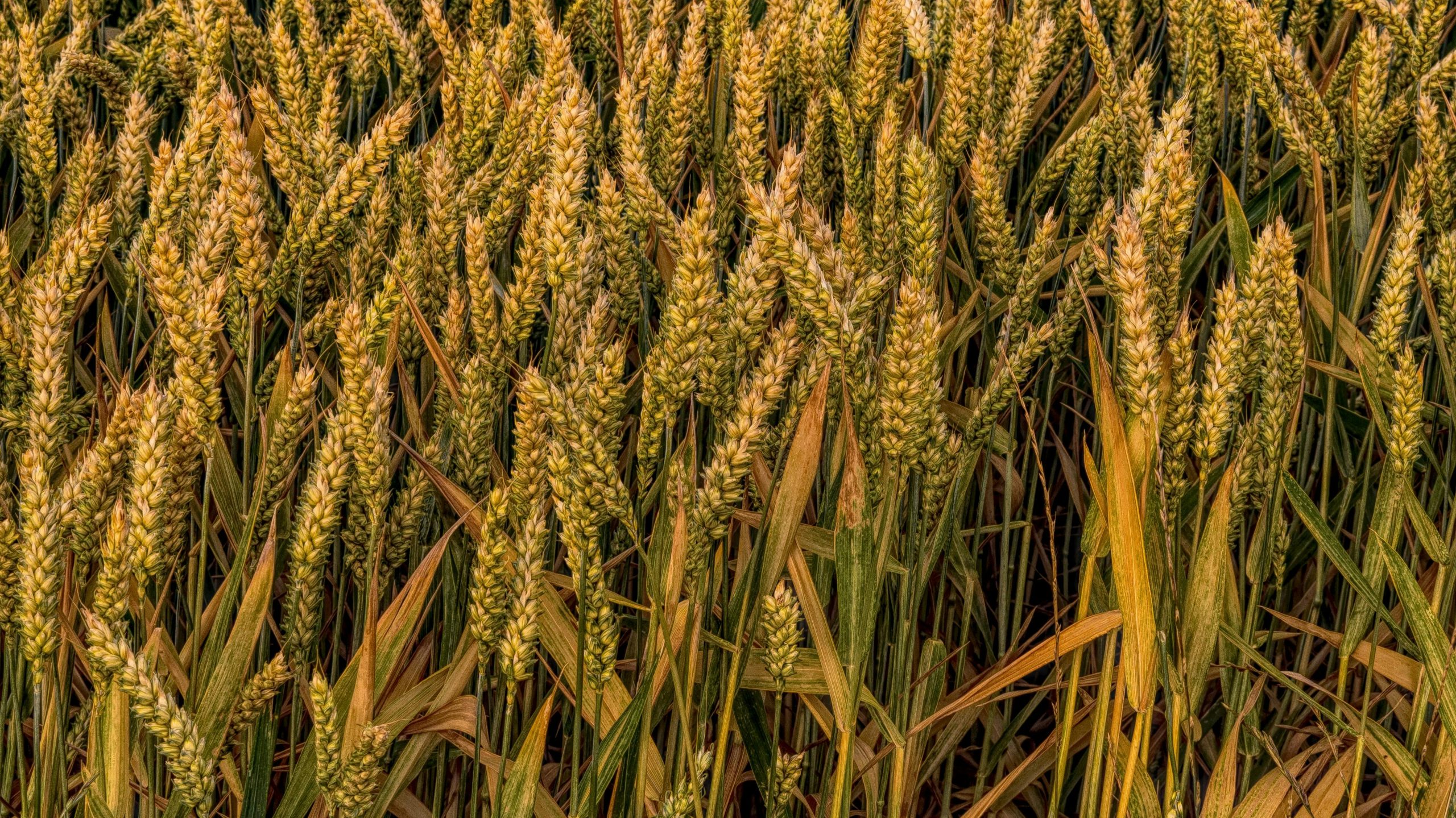 Close-up image of a golden wheat field in a rural countryside setting, highlighting growth and nature.